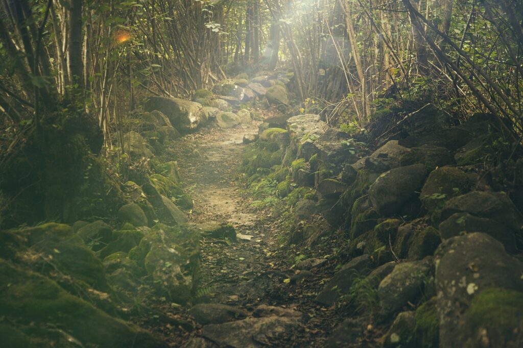 forest, path, rocks-438432.jpg