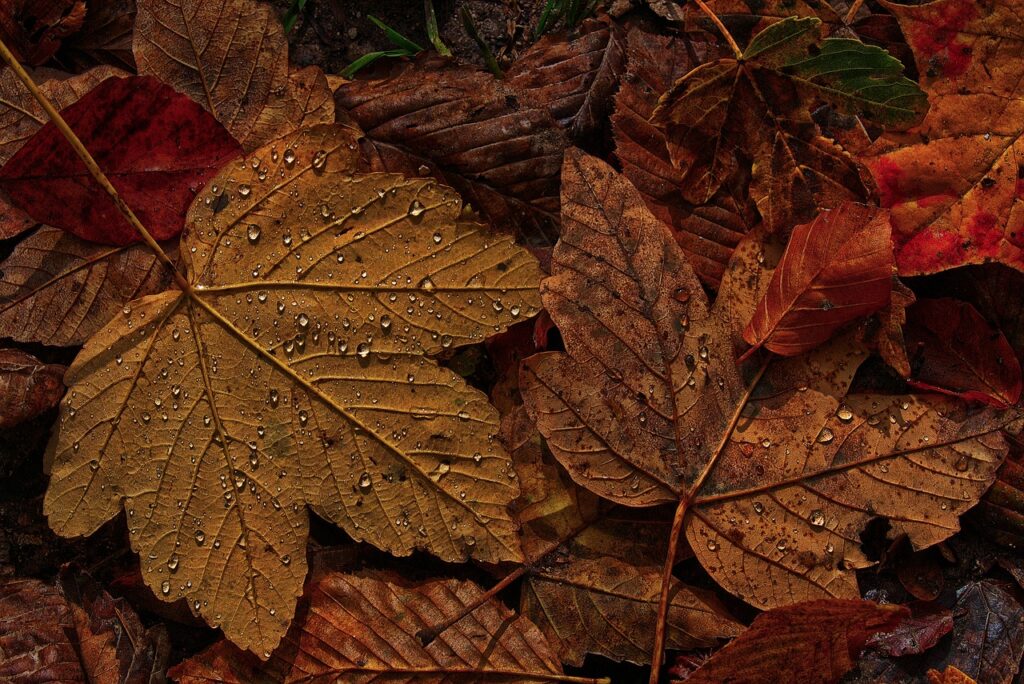 leaves, wet, drops-4597501.jpg