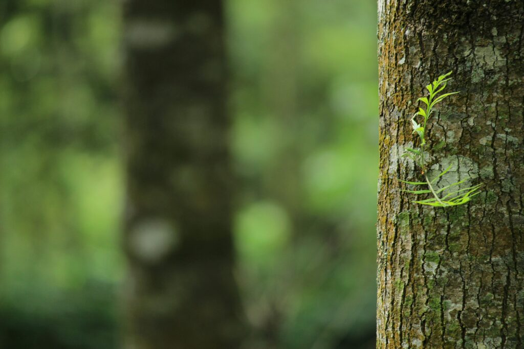 Shallow Focus Photography of Brown Tree Trunk